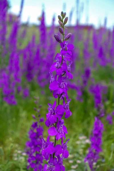 Larkspur Purple flower,close-up larkspur purple flowers,purple flower garden,