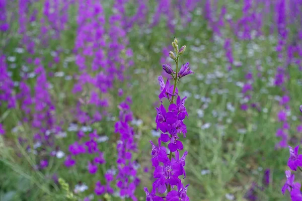 Larkspur Purpurowe Kwiaty Zielonymi Liśćmi Purpurowe Kwiaty Polach Klimacie Kontynentalnym — Zdjęcie stockowe