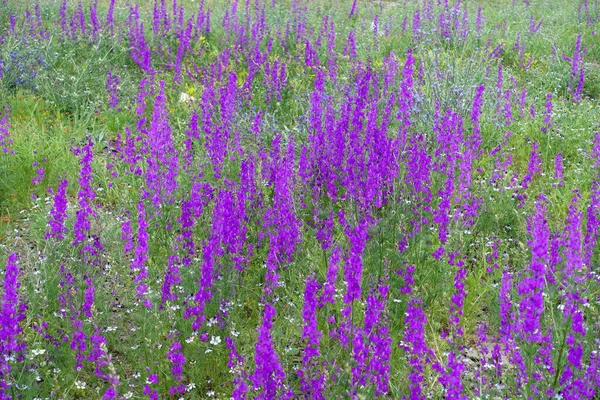 緑色の葉を持つ薄紫色の花 大陸性気候のフィールドの紫色の花を咲かせます — ストック写真