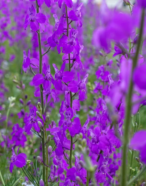 Larkspur Purpurowe Kwiaty Zielonymi Liśćmi Purpurowe Kwiaty Polach Klimacie Kontynentalnym — Zdjęcie stockowe