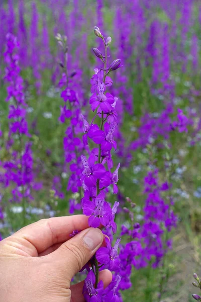 Larkspur Fioletowy Kwiat Zbliżenie Larkspur Fioletowe Kwiaty Fioletowy Kwiat Ogród — Zdjęcie stockowe