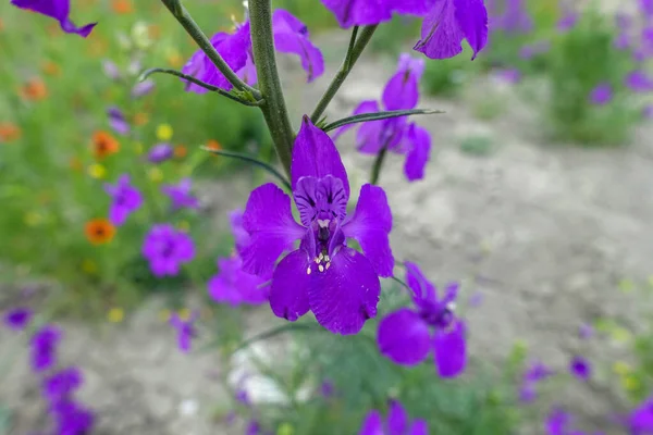 ラークスパー紫色の花 クローズアップラークスパー紫色の花 紫色の花の庭 — ストック写真