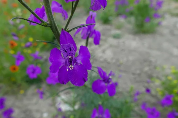 Larkspur Fioletowy Kwiat Zbliżenie Larkspur Fioletowe Kwiaty Fioletowy Kwiat Ogród — Zdjęcie stockowe