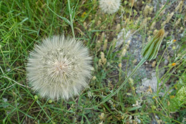 Harige Paardebloem Plant Paardebloem Harig Grote Paardebloem Pluis — Stockfoto