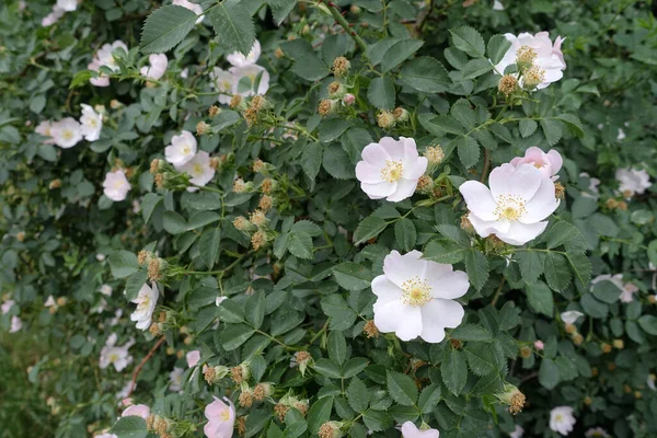 Rosa Canina Fiore Rosa Canina Fiore Rosa Canina Rosa Canina — Foto Stock