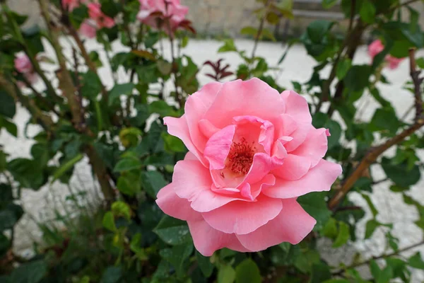 Velmi Čerstvá Růžová Růže Růžovém Dřeva Jednoduchá Růžová Růže — Stock fotografie