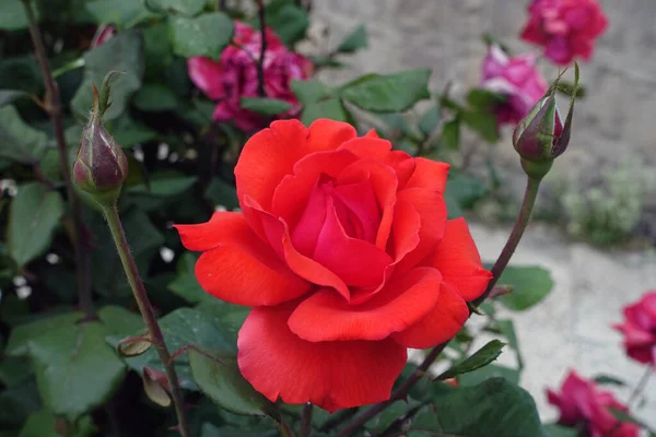 Rosa Roja Muy Fresca Sobre Palo Rosa Rosa Roja Única —  Fotos de Stock