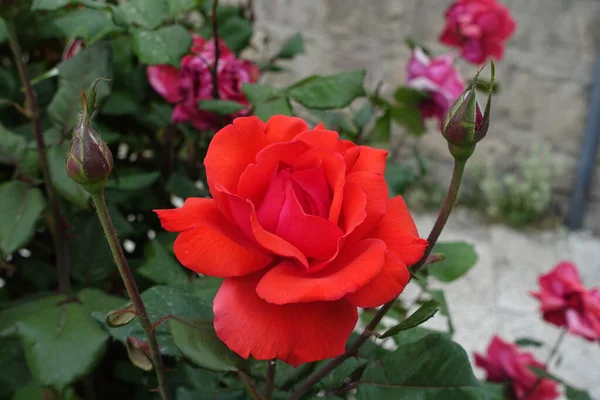 蔷薇上非常新鲜的红玫瑰 单瓣红玫瑰 — 图库照片