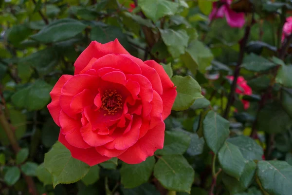 玫瑰中非常新鲜的红玫瑰 单瓣红玫瑰 — 图库照片