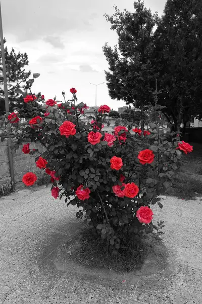 Rosa Vermelha Muito Fresca Pau Rosa Rosa Vermelha Única Rosa — Fotografia de Stock