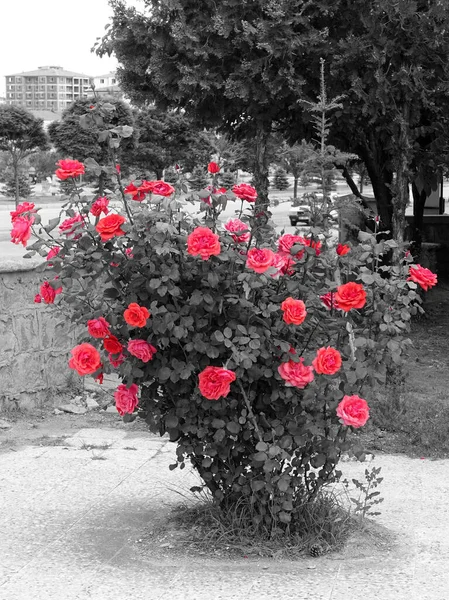 蔷薇上非常新鲜的红玫瑰 单瓣红玫瑰 — 图库照片