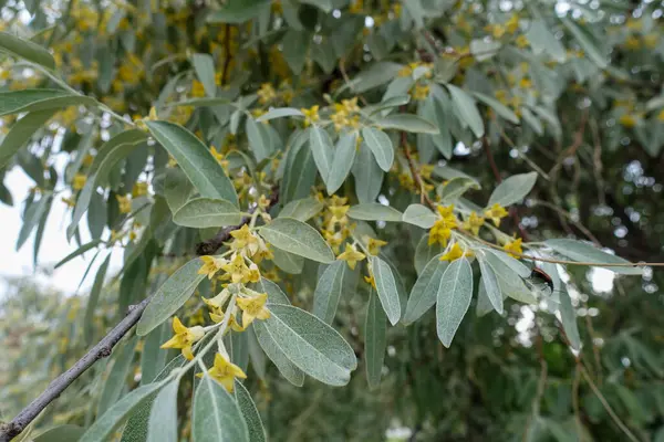 Árbol Plata Muy Fragante Florecimiento Baya Plata Primavera — Foto de Stock