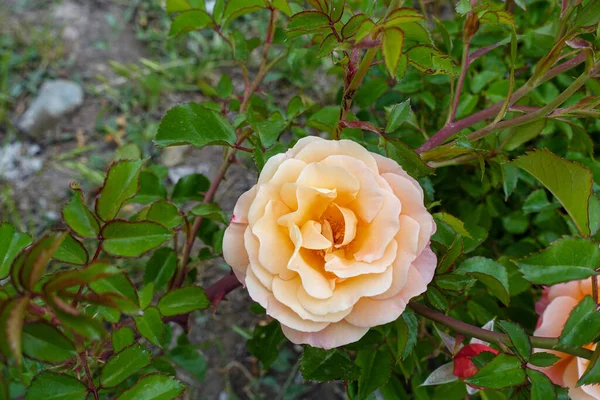 Rosa Roja Fuego Dos Rosas Palo Rosa Rosa Fresca — Foto de Stock