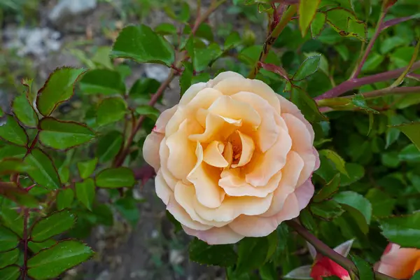 Rose Rouge Feu Deux Roses Palissandre Rose Fraîche — Photo