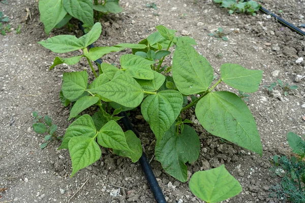 Plantação Feijão Com Sistema Gotejamento Água Irrigação Jardim Cultivo Feijão — Fotografia de Stock