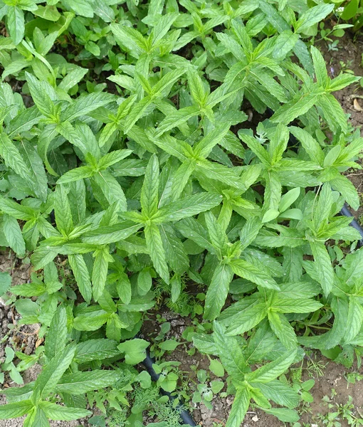 Very Fresh Mint Garden Green Mint Plant Aromatic Fresh Green — Stock Photo, Image