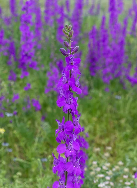 Larkspur Flores Púrpuras Con Hojas Verdes Flores Púrpuras Los Campos Imagen de archivo