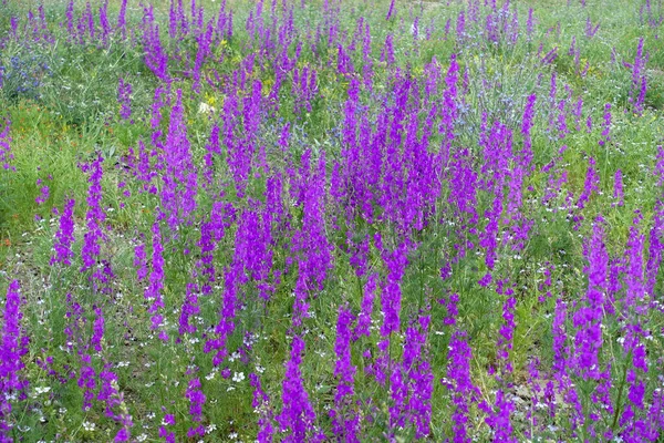 Yeşil Yapraklı Larkspur Mor Çiçekleri Ilkbaharda Kıtasal Iklimdeki Tarlalarda Mor Telifsiz Stok Imajlar
