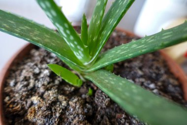 Bitki kabında filizlenen küçük aloe vera, yakın plan aloe vera çiçeği.,