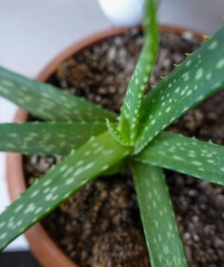 Bitki kabında filizlenen küçük aloe vera, yakın plan aloe vera çiçeği.,