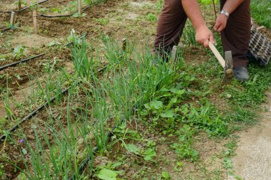 Bahçeyi çapalayan bir bahçıvan, bahçedeki çiçekleri çapalıyor, elle çapa yapıyor.