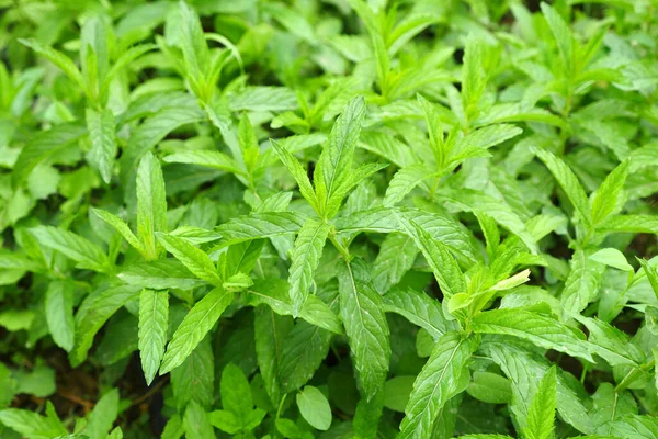 edible mint, edible fresh and green mint, table mint plant in the garden,