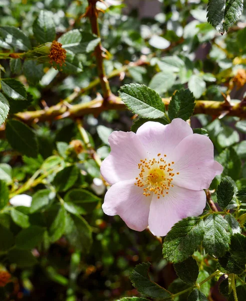 Rosehip Tree Blooming Natural Medicinal Rosehip Flowers — Stockfoto