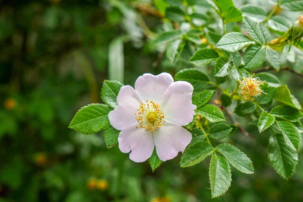 バラの木が咲き天然の薬用バラの花が — ストック写真