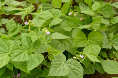 fasulye yetiştiriciliği, organik ve doğal fasulye bitkileri bahçede.,
