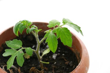 Domates filizini kapayın ve beyaz zeminde saksıya ekin.