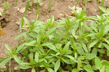 Bahçedeki doğal taze kekik, aromatik ve tıbbi kekik bitkisi, yeşil kekik.,