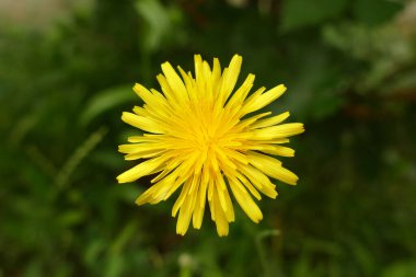 sarı çiçek karahindiba, karahindiba çiçeği, tıbbi sarı karahindiba otu,