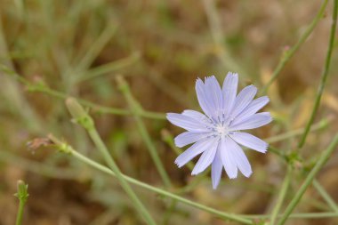 Mavi çiçekli karahindiba, karahindiba çiçeği, tıbbi mavi hindiba bitkisi.