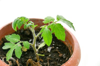 Domates filizini kapayın ve beyaz zeminde saksıya ekin.