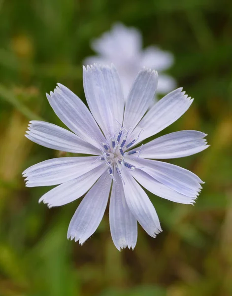 Blue Flowering Dandelion Dandelion Flower Medical Blue Chicory Herb Close — Zdjęcie stockowe