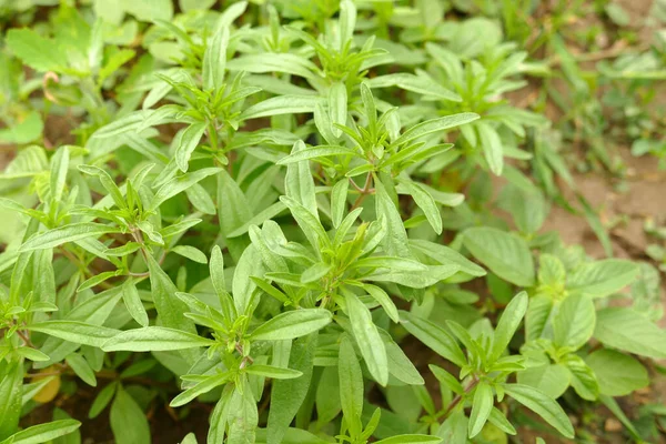 Natural Fresh Thyme Plant Garden Aromatic Medicinal Thyme Plant Green — Fotografia de Stock