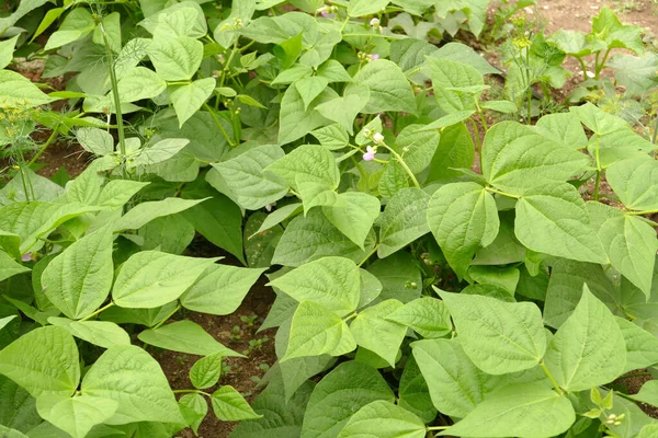 bean agriculture, bean plant that begins to bloom in the garden,