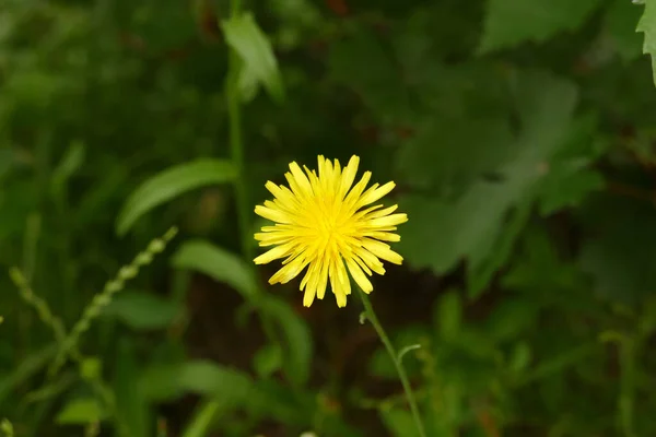 yellow flower dandelion,dandelion flower,medical yellow dandelion herb,
