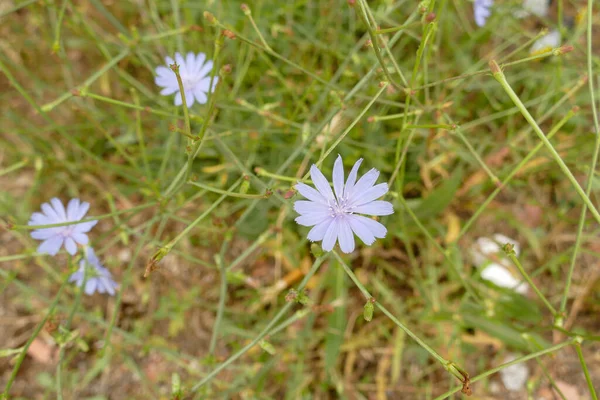 Blue Flowering Dandelion Dandelion Flower Medical Blue Chicory Herb Close — Fotografia de Stock