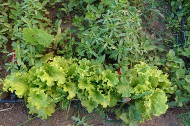curls starting to belly in the garden, natural curly lettuce,