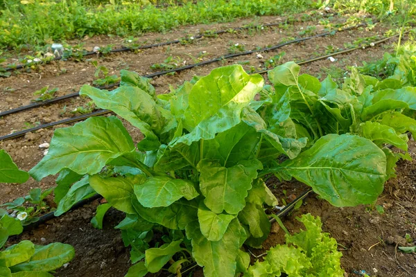 Fresh Chard Plant Garden Chard Plant Cultivation Large Leaf Chard — Fotografia de Stock