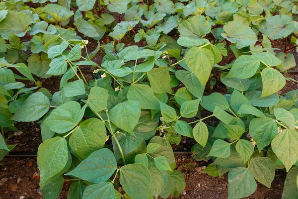 Green Bean Plant Cultivated Garden Bean Plant Beginning Bloom Bean — Stock Fotó