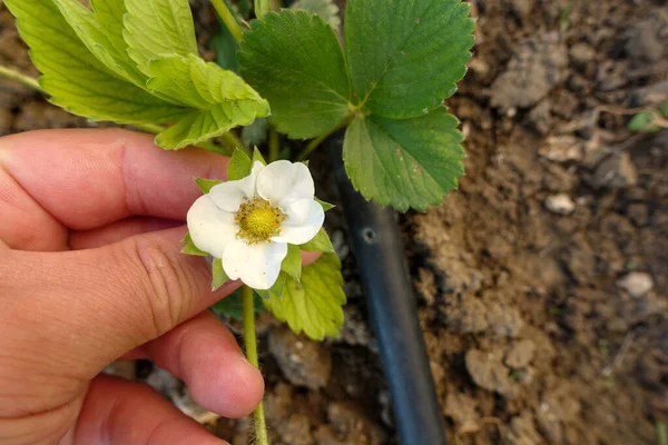 strawberry flowers, blooming strawberry plant, strawberry cultivation in the field, natural strawberry cultivation,