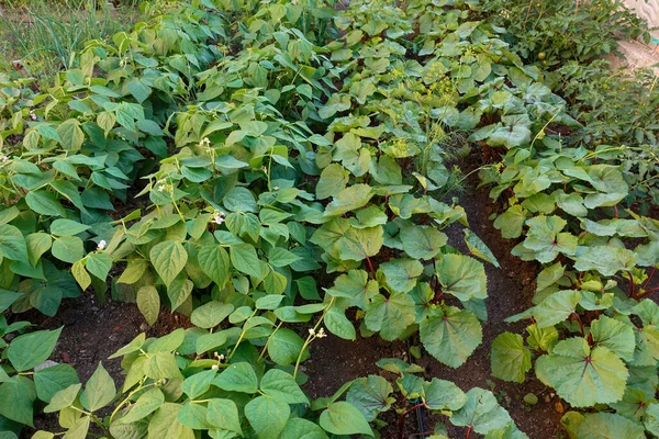 green bean plant cultivated in the garden,bean plant beginning to bloom,bean farming,