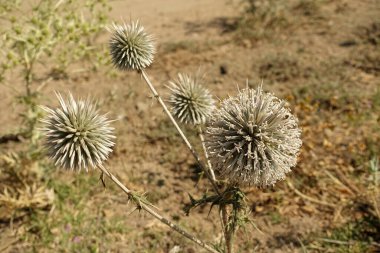 mordovnik plant, mace thistle, thorn ball plant, medicinal mordovnik plant,