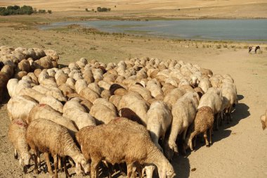 the flock of sheep, overwhelmed by the heat, came close to each other, flock of sheep taken to drink water,