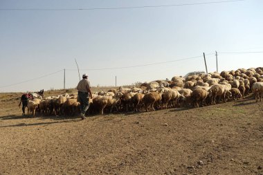 a shepherd of sheep and a flock of sheep, shepherd dogs and a flock of sheep go to graze,