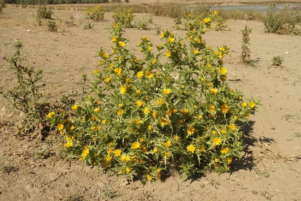 Golden Thorn Yellow Thorn Plant Scolymus Maculatus Compositae Close — 스톡 사진