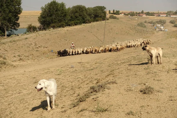 faithful shepherd dogs protect the flock of sheep from wolves, Anatolian kangal dogs,