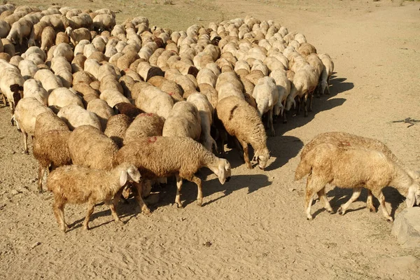 Flock Sheep Turkey Summer Sheep Goats Field Flock Sheep Intertwined —  Fotos de Stock